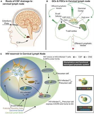 Follicular Dendritic Cells of Lymph Nodes as Human Immunodeficiency Virus/Simian Immunodeficiency Virus Reservoirs and Insights on Cervical Lymph Node